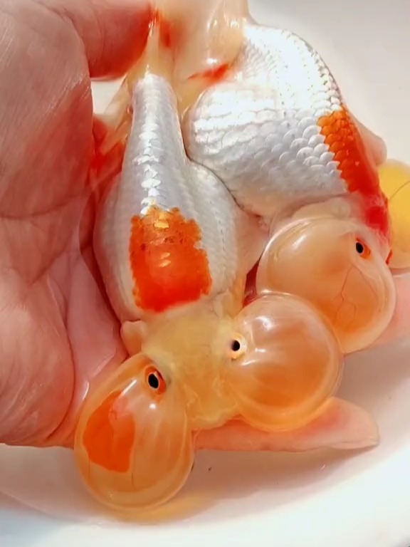 大眼泡金鱼