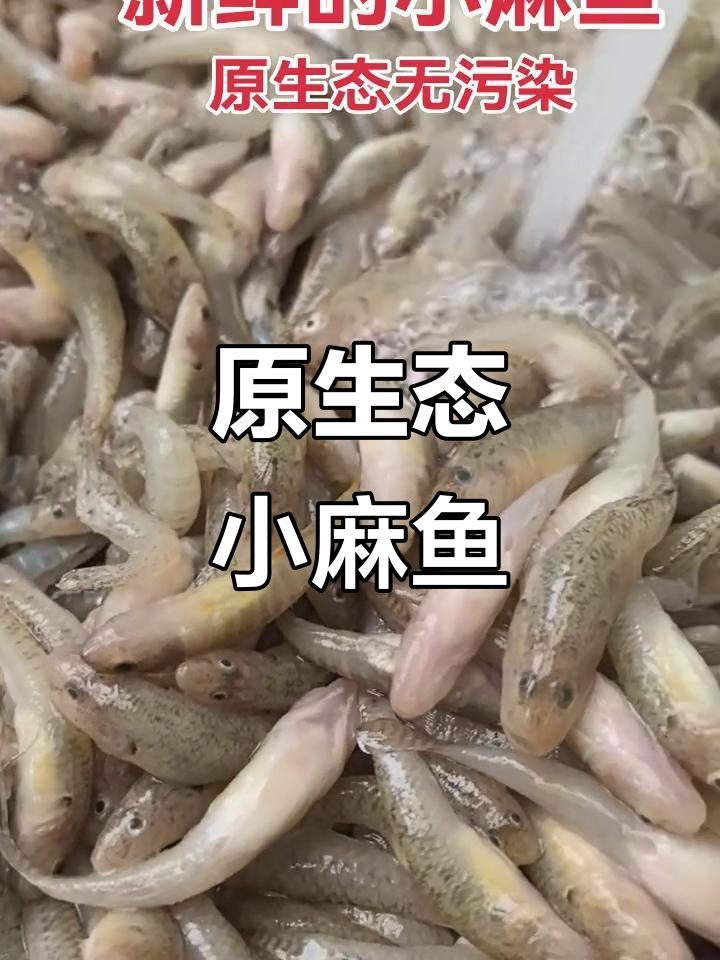 纯野生小麻鱼,酸汤、椒盐任你选!