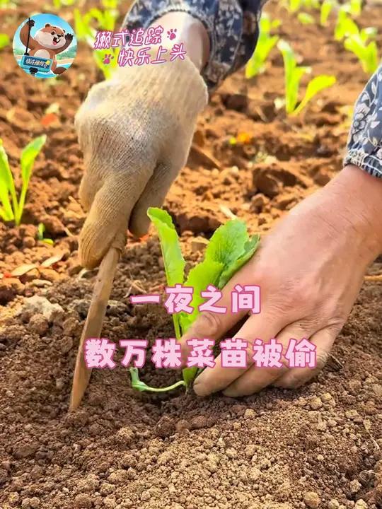被偷的不仅是菜苗,更是血汗钱和读书钱