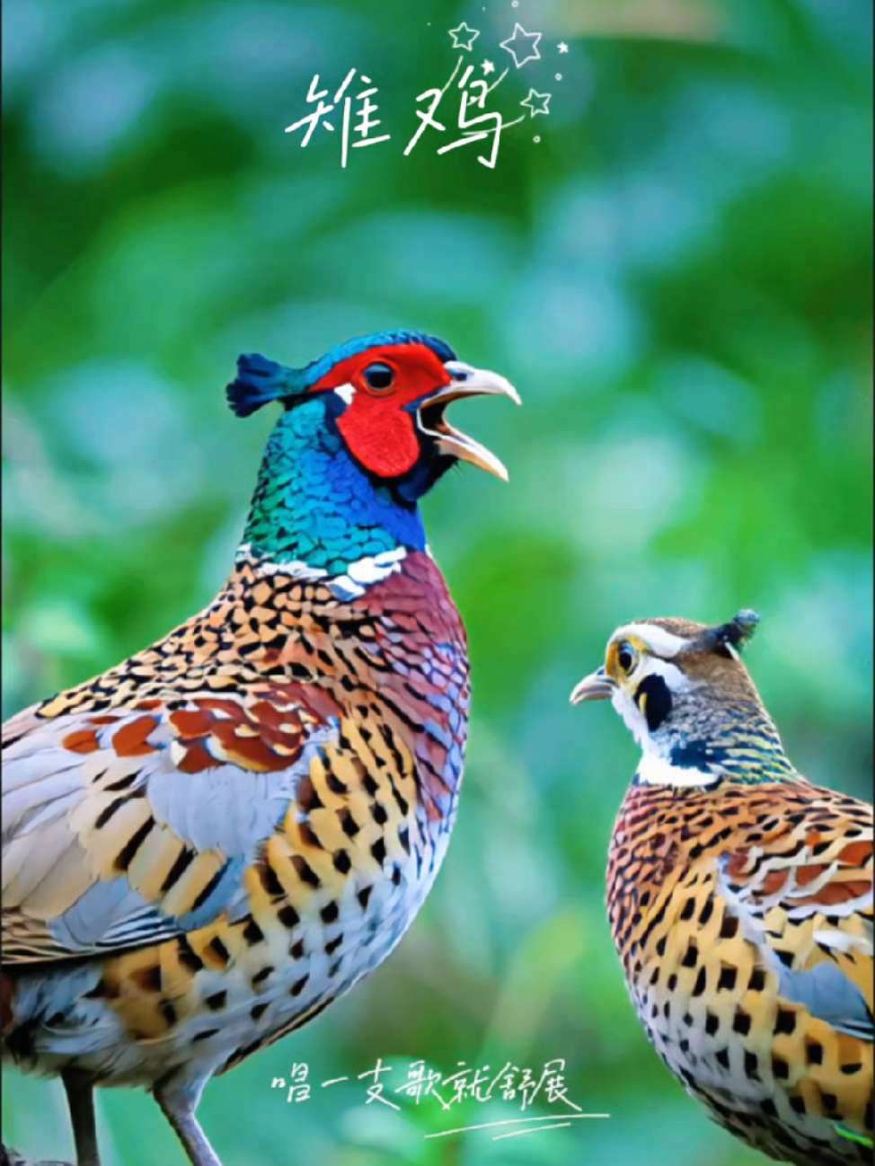 雉鸡 野生鸟类摄影 鸟世界 鸟的视觉盛宴