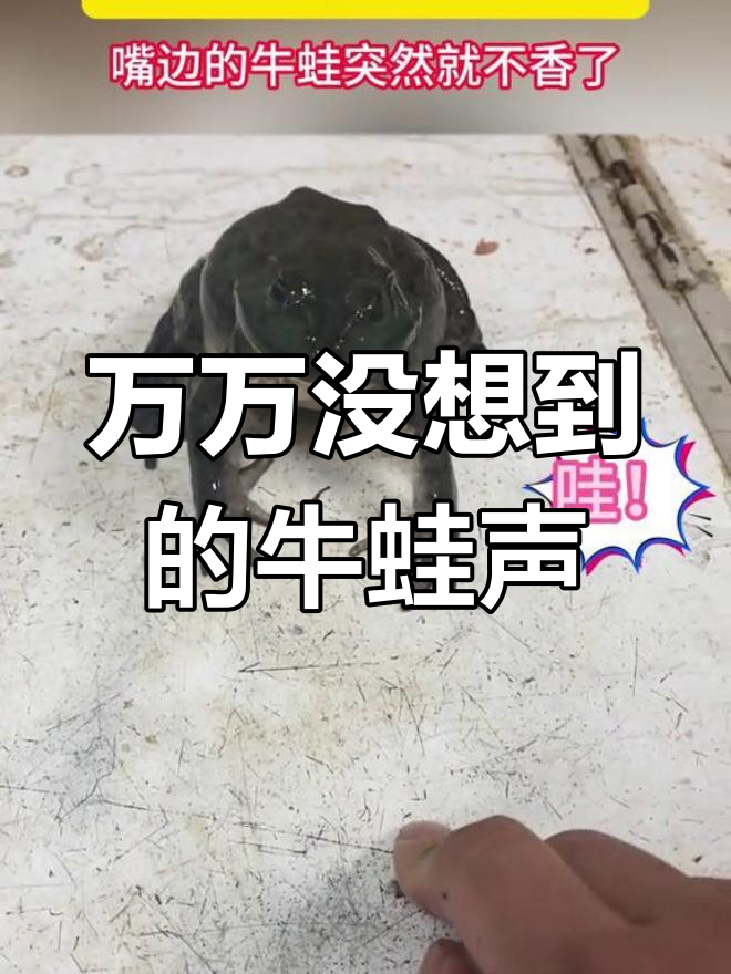 牛蛙叫声竟然如此震撼