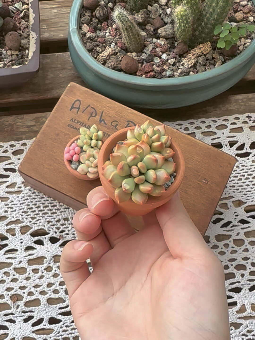 《木留手作》软陶多肉植物