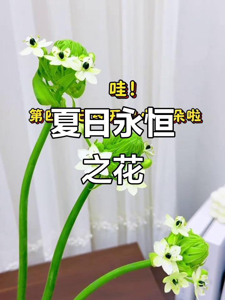 夏季永恒之花,天鹅绒般美丽,养护轻松,象征真挚的爱