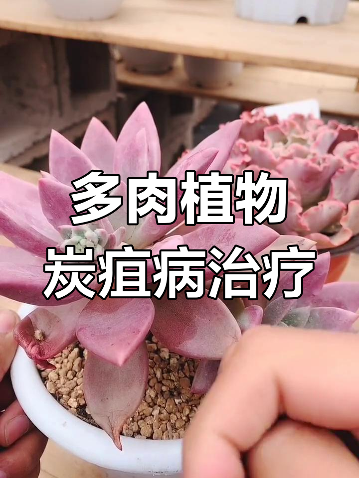炭疽病如何防治?多肉植物常见病害全解析