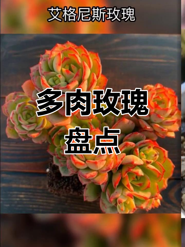 520特辑:多肉玫瑰,美丽如真花!