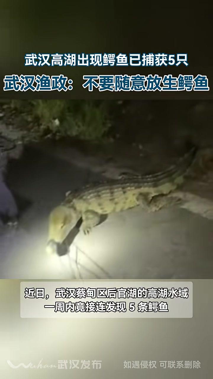 5条鳄鱼在武汉蔡甸后官湖“落网”!举报电话公布。(实习生江灿编辑熊志)鳄鱼 武汉惊现五条鳄
