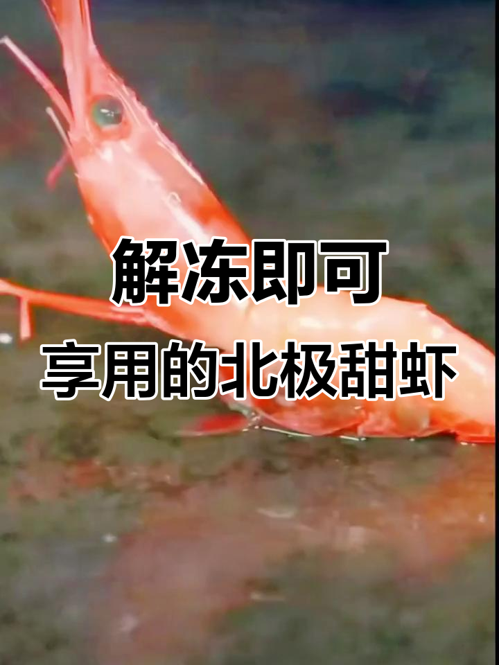 俄罗斯进口解冻即食刺身马加丹甜虾，懒人必备美味海鲜