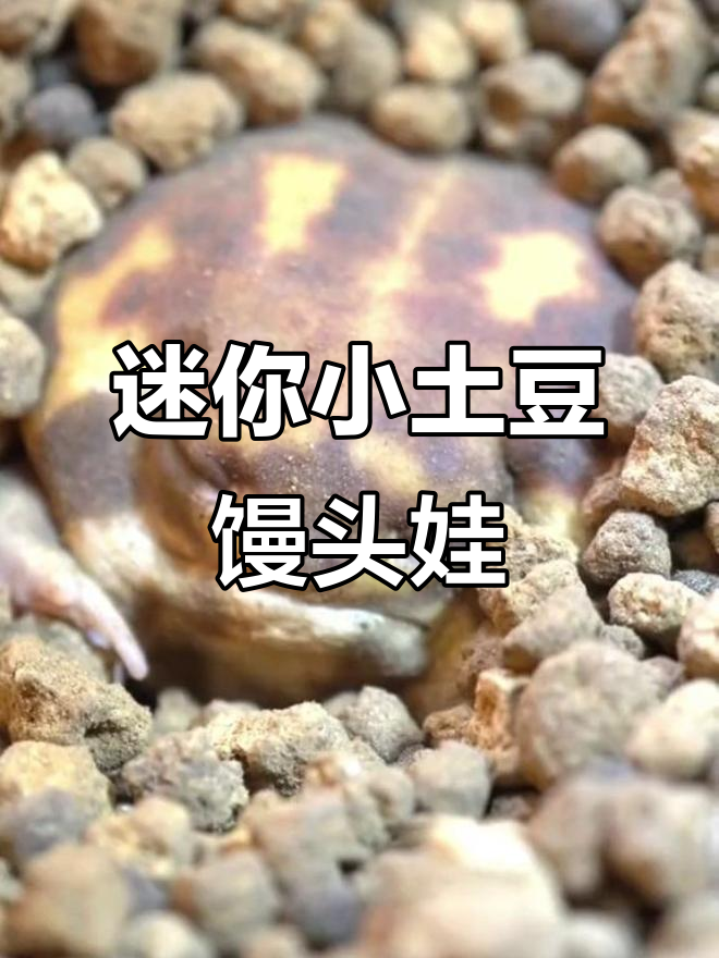 馒头蛙:佛系萌宠,懒散又可爱