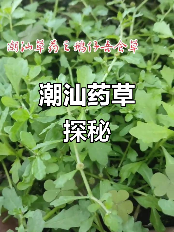 潮汕草药:鹅仔食草的秘密,老家传统与健康同行