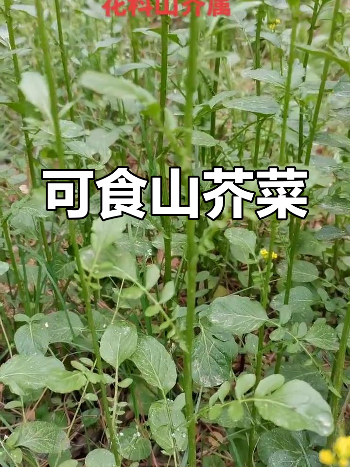 山芥菜:食用与观赏兼备