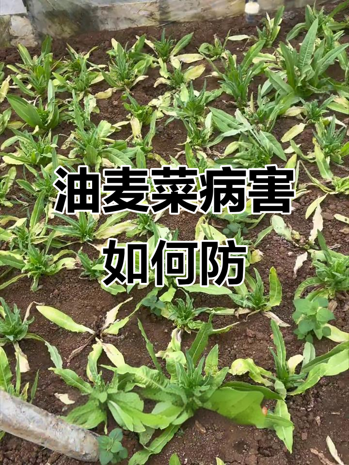 油麦菜赖菜成灾？原因及防治方法揭秘