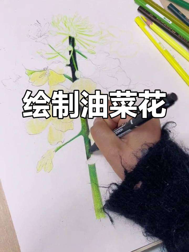 油菜花地立体彩铅画教程