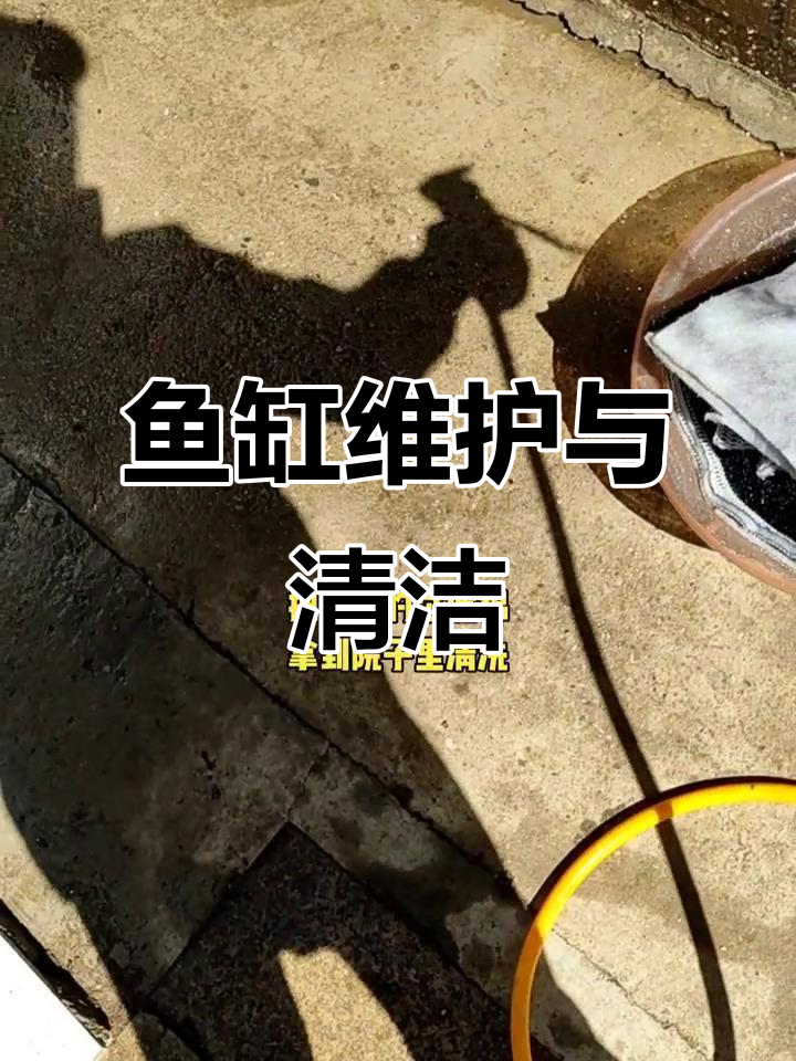 旧鱼缸翻新大作战,补胶、清理水垢全纪录