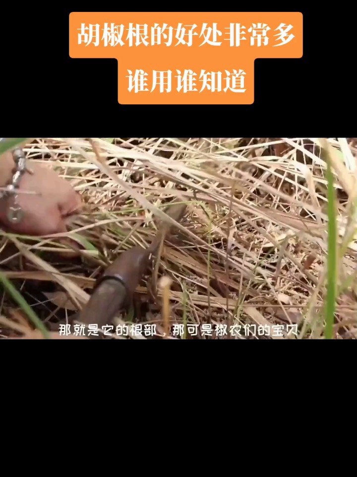 正宗海南胡椒根,煲汤非常靓!