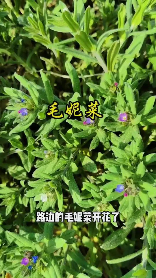 毛妮菜又叫田紫草,麦家公。是我们春天常吃的野菜。可以蒸食,凉拌,清炒,做汤等