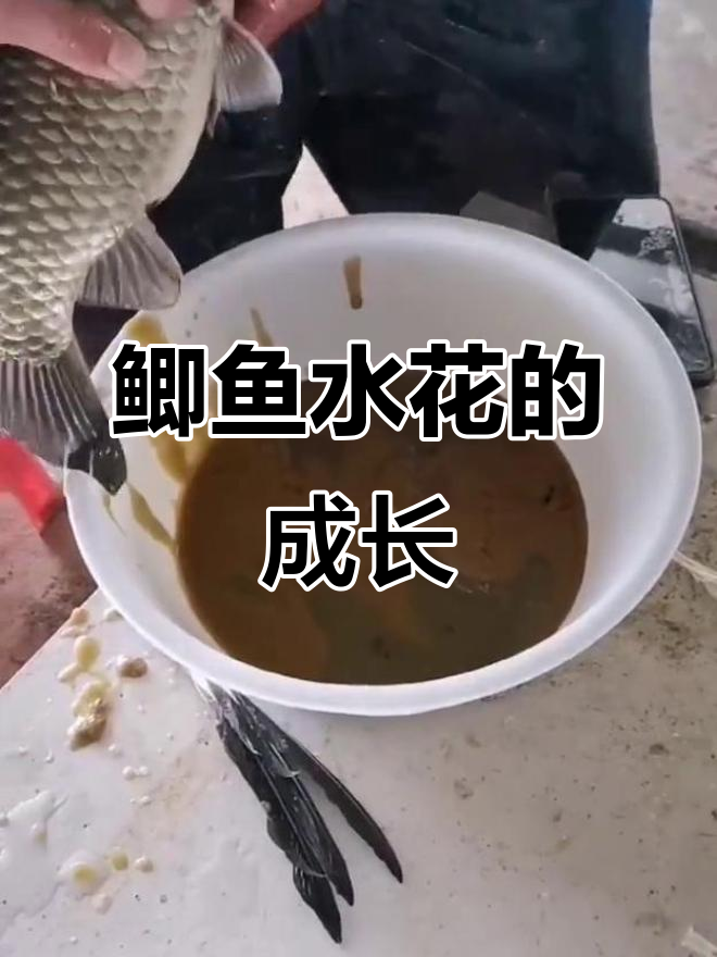 鲫鱼水花:从池塘到餐桌的美丽转变