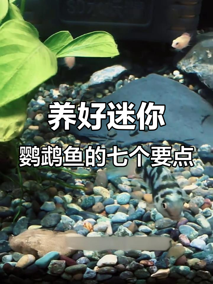 迷你鹦鹉鱼饲养七大注意事项，避免常见问题