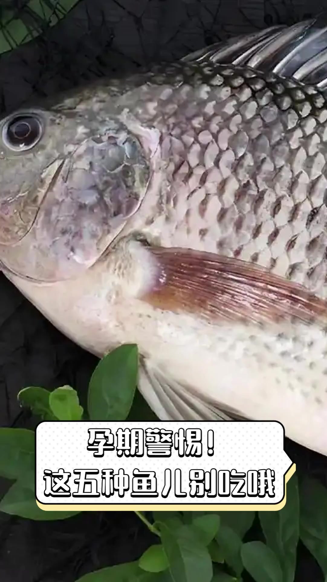 孕期警惕!这五种鱼儿别吃哦