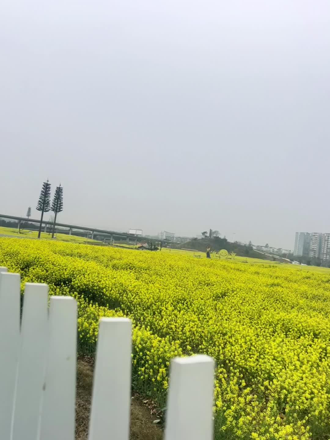 油菜花 春天的色彩是丰富的 从春天出发 童年的花香 和 神奇的彩色的油菜花!