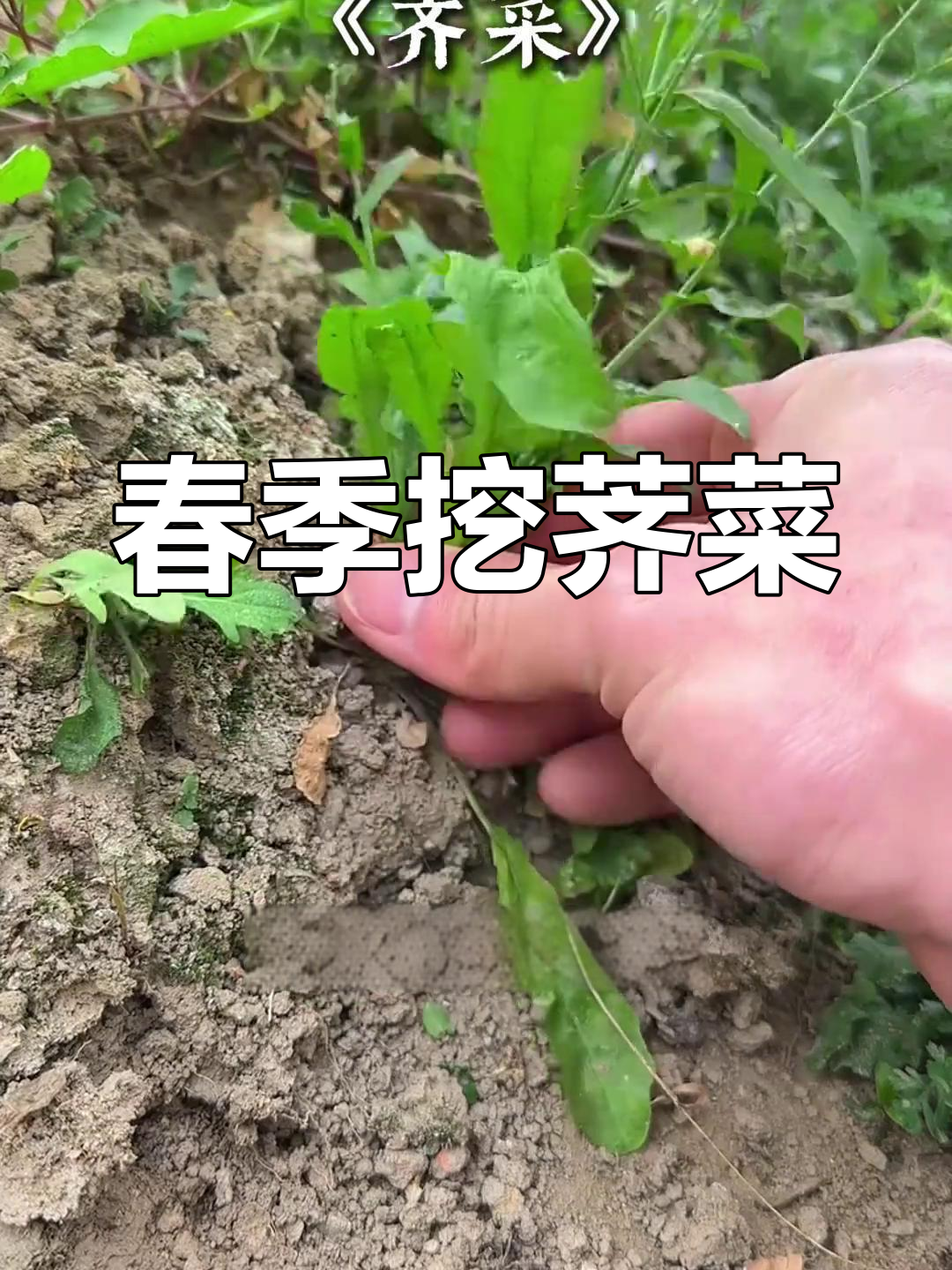 春天挖野菜,尝鲜又养生!荠菜的神奇功效你了解吗?
