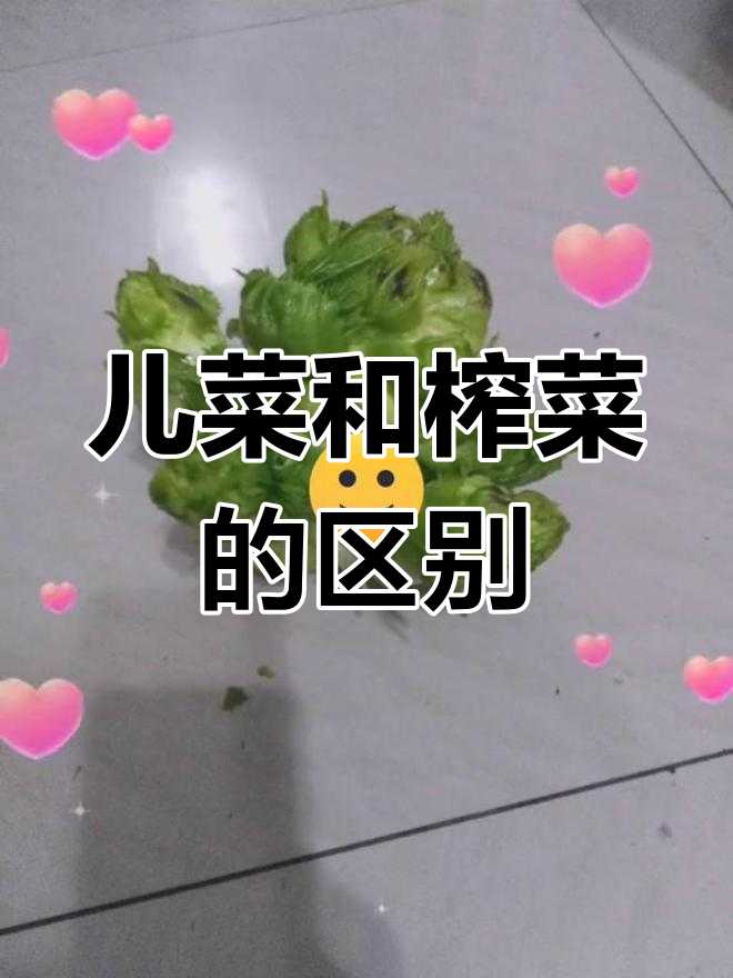 儿菜与榨菜的差异解析