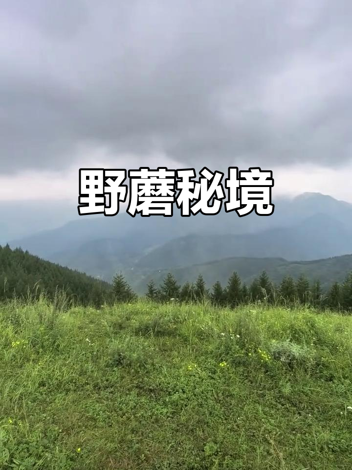 五台山后山的野生蘑菇,香气扑鼻,炖鸡美味绝伦!