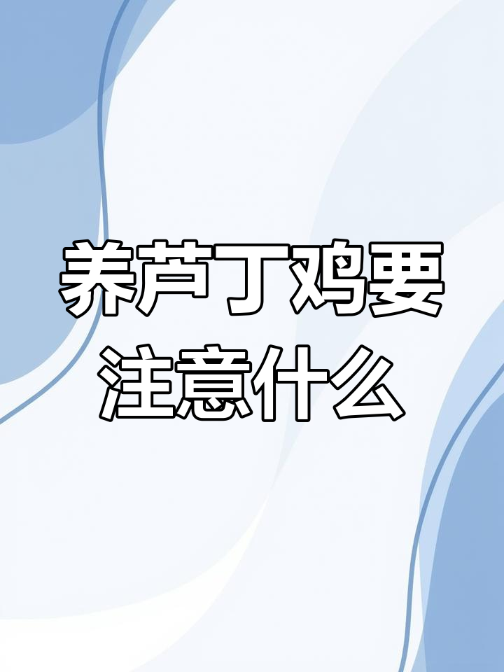 芦丁鸡养殖技巧:环境、饲料与管理的全攻略