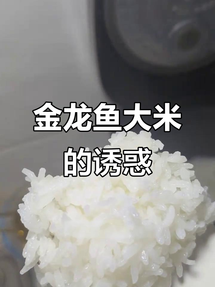 尝过金龙鱼大米,口感绝佳,香气扑鼻,米饭控必试!