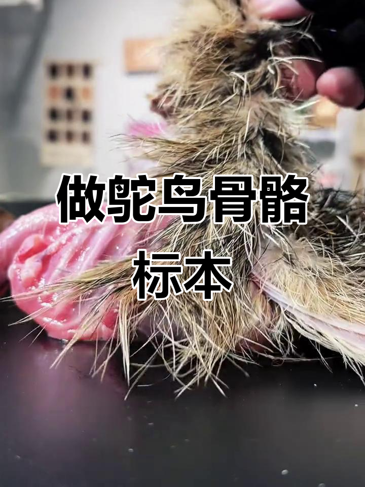 亲手孵化鸵鸟,做成骨骼标本解相思之苦