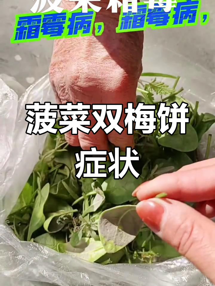 菠菜霜霉病与灰霉病的区别