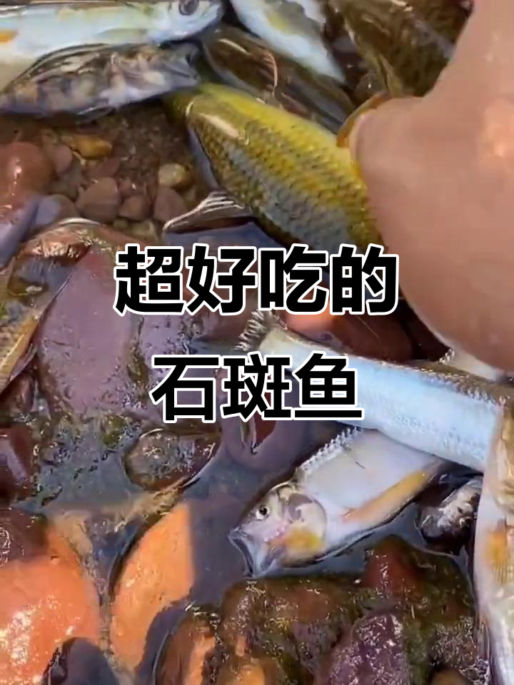 正宗石斑鱼,肉质鲜嫩无腥味,烤干后更美味