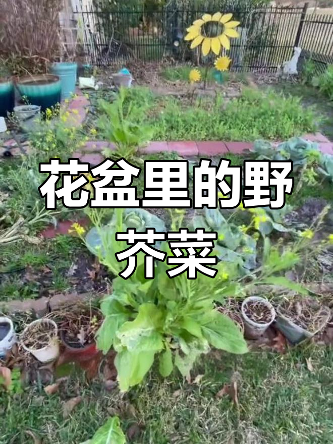 发现野生芥菜,两个月后收获满满