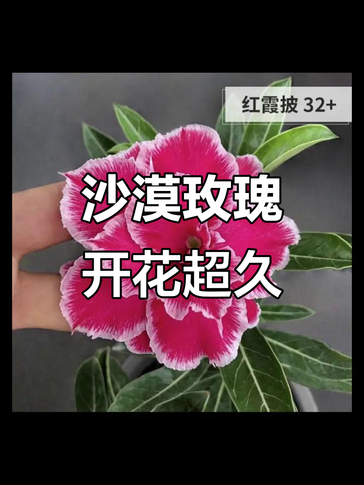 见过这么多品种的沙漠玫瑰吗?据说能开200多天,太神奇了!