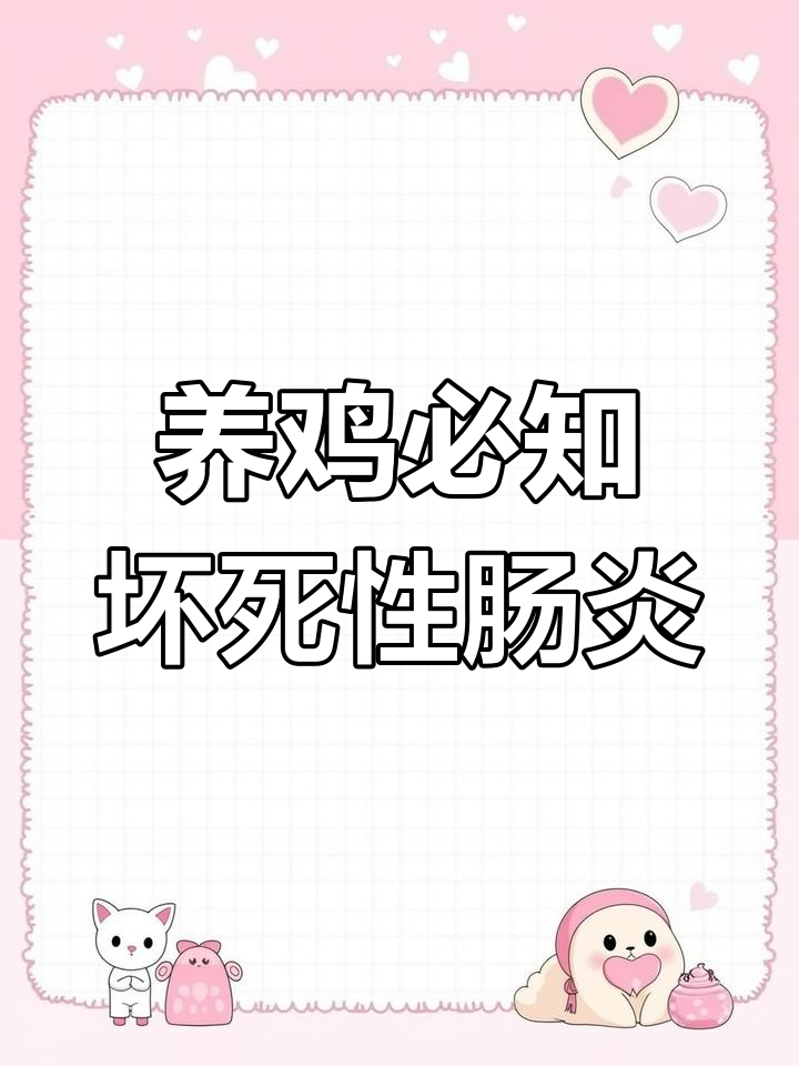 鸡坏死性肠炎症状与防控技巧