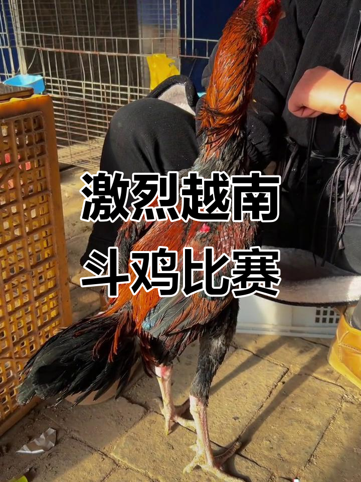 越南斗鸡激战,虎毛公鸡全力出击