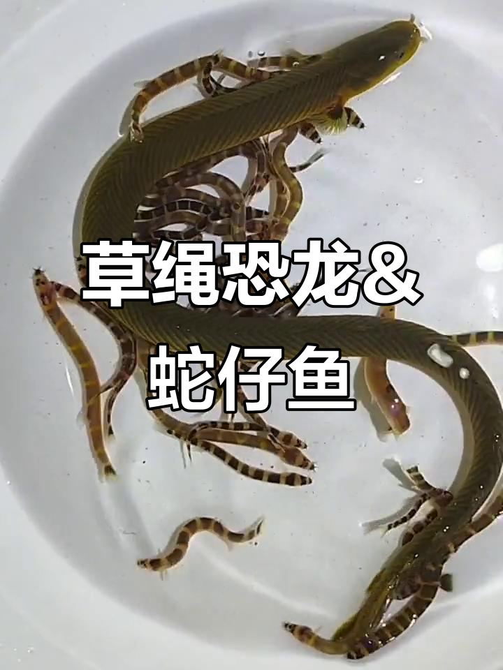 草绳恐龙与蛇仔鱼:两款独特观赏鱼的魅力展示