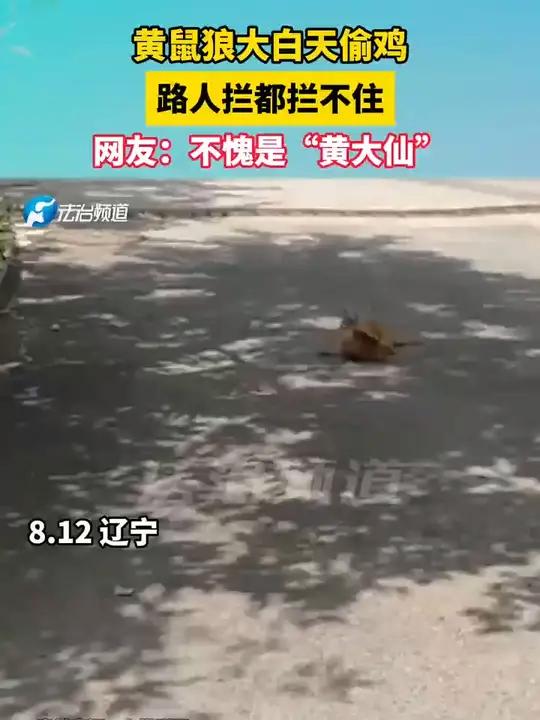黄鼠狼大白天偷鸡,路人拦都拦不住,网友:不愧是“黄大仙”