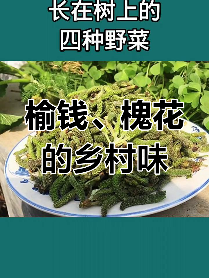 槐花与够树穗:农村的两种美味野菜,你尝过吗?
