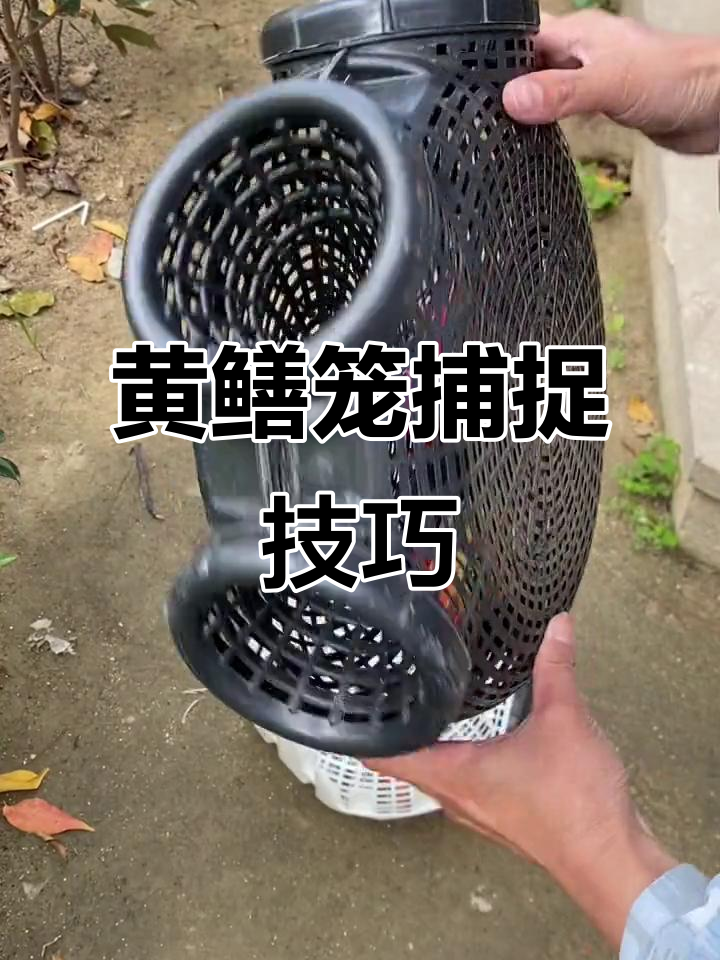捕鱼笼设计巧妙,诱饵放进去就能抓虾小龙虾
