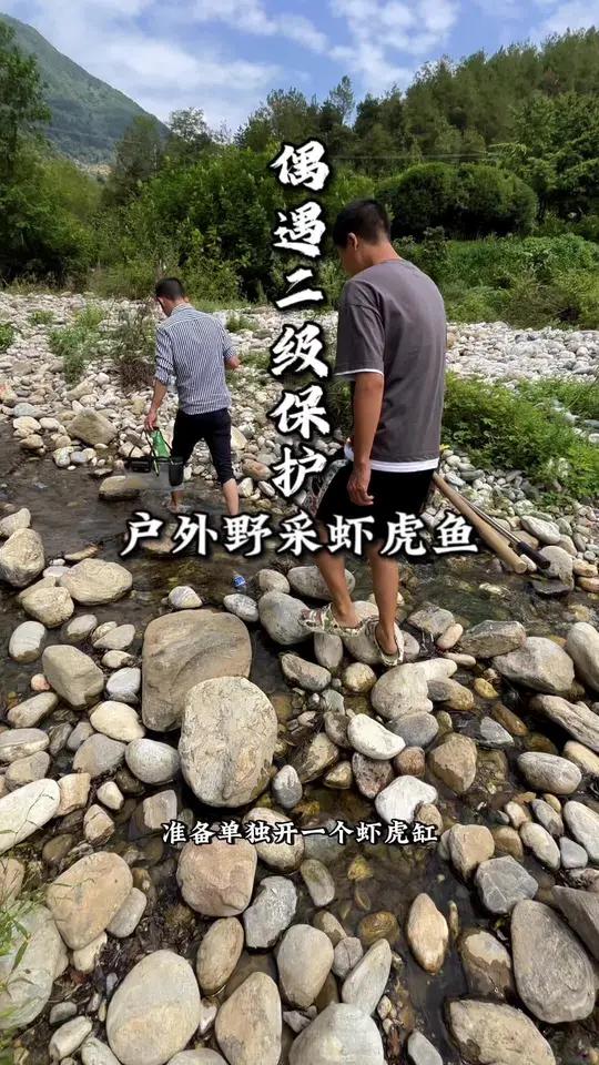 创作灵感 第一视角,沉浸式观看户外野采虾虎鱼,看看都有什么品种的虾虎?虾虎鱼 野采原生鱼 