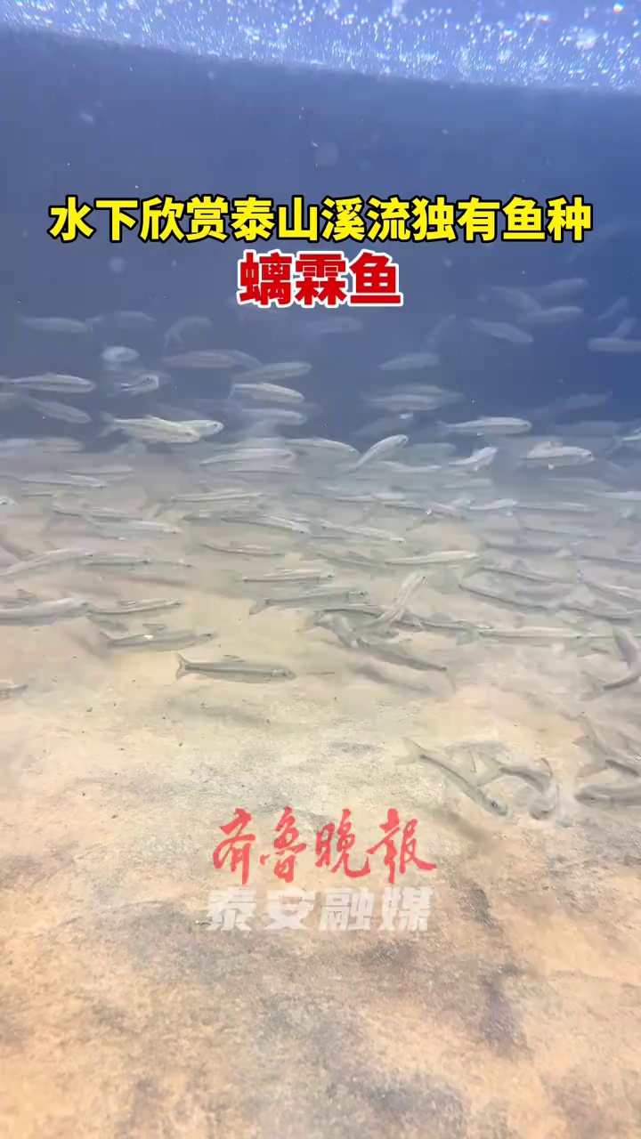 水下欣赏 泰山 独有鱼种——螭霖鱼 赤鳞鱼