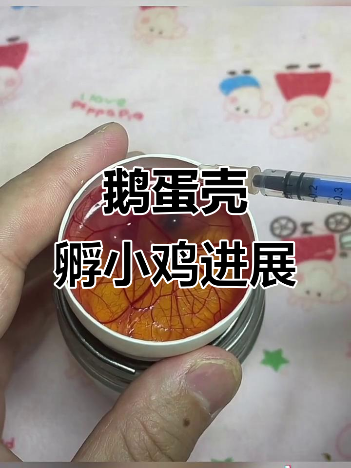 用鹅蛋壳孵化鸡蛋,12天小鸡发育惊人