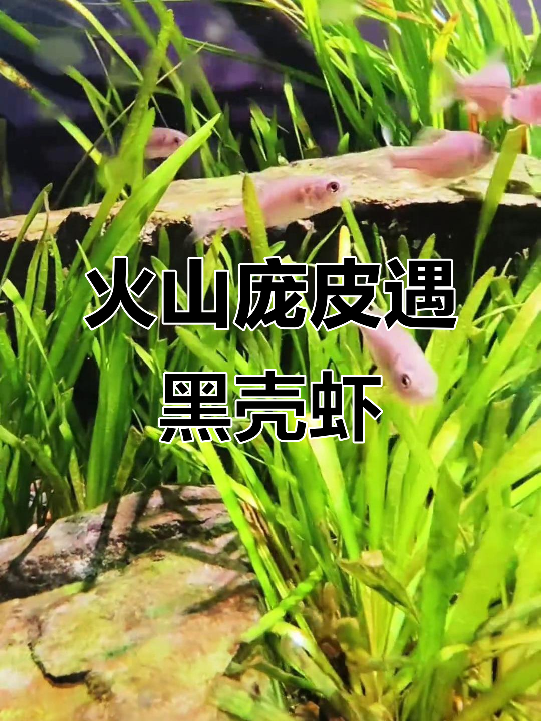 火山鳑鲏与黑壳虾的“食物大战”