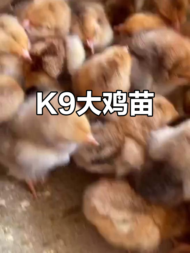 大型K9鸡苗,公母分别达10斤与6斤,价格实惠!