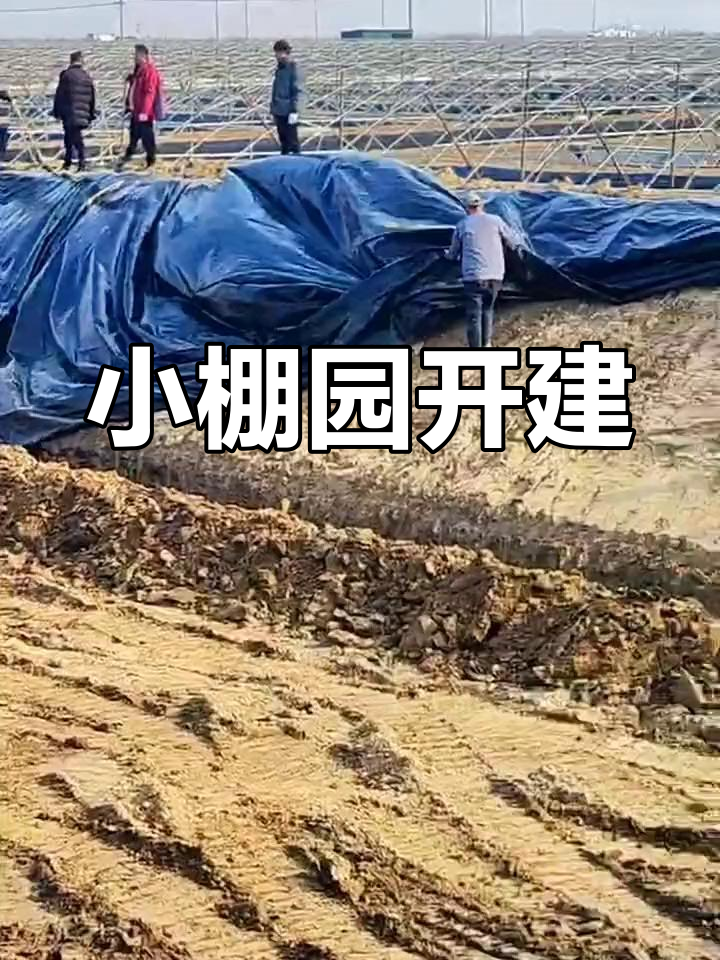 东营小棚园区开工,南美白对虾养殖启动