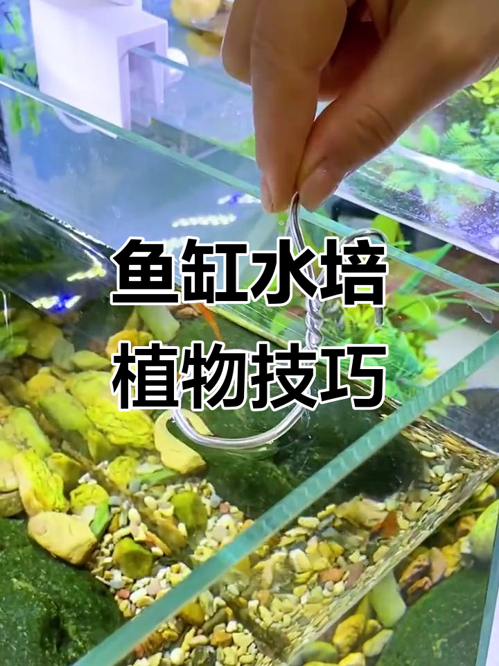 用铁丝轻松打造鱼缸吊兰,简单又实用