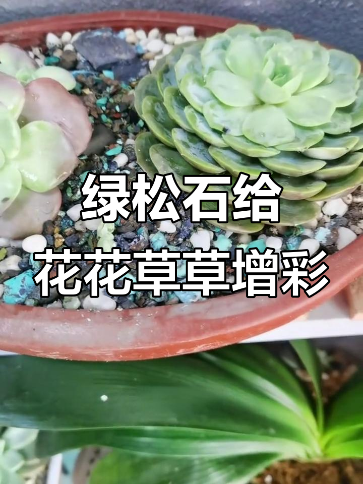 绿松石废料变宝，花草多肉提色新玩法