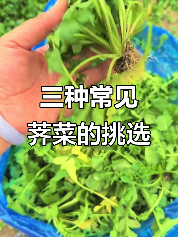 荠菜品种大揭秘,哪种最适合你?