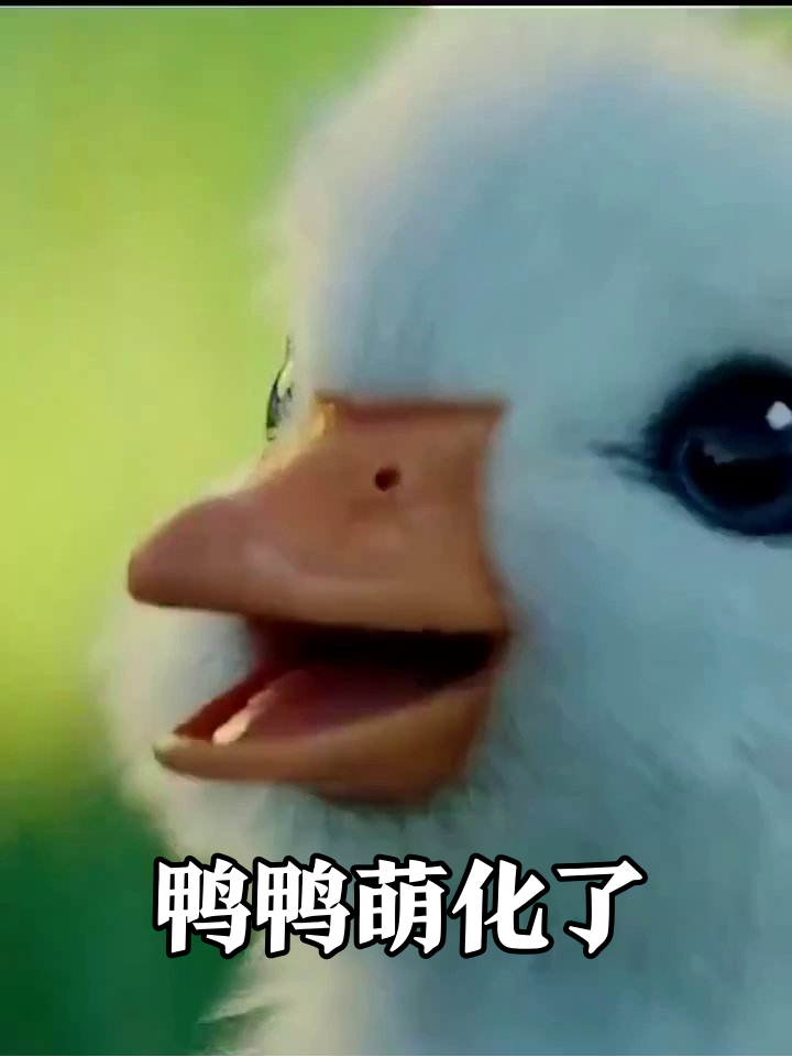 萌翻！小鸭子蹦迪学走路还踩滑梯撒娇