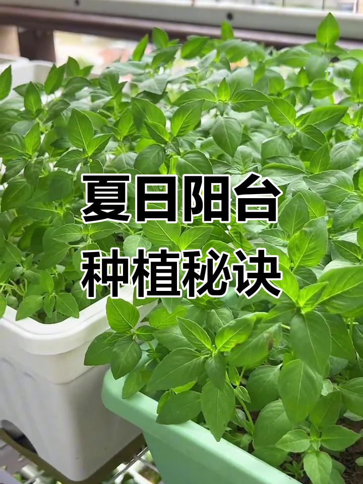 阳台也能种出鲜嫩青叶菜,夏季必备!